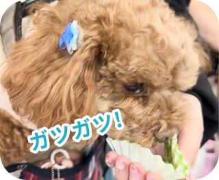 ガツガツ！