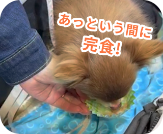 あっという間に完食！